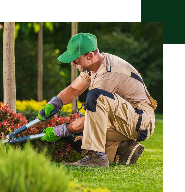 Lawn Care Services