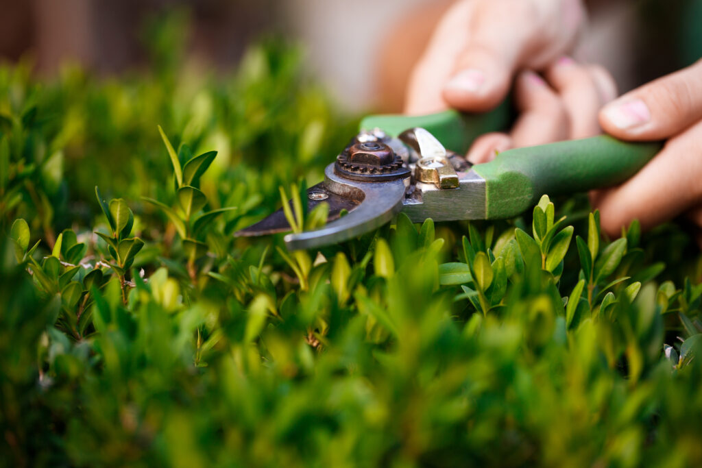 Lawn Care Services