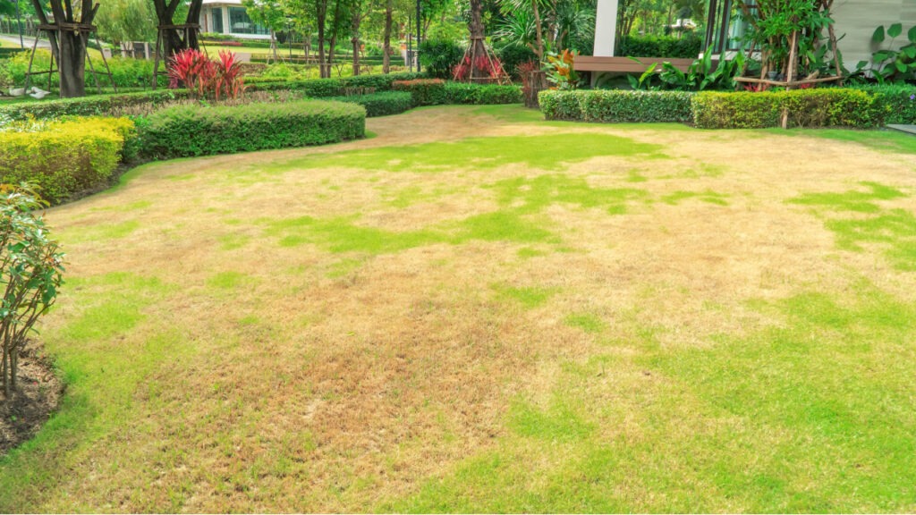 lawn care services